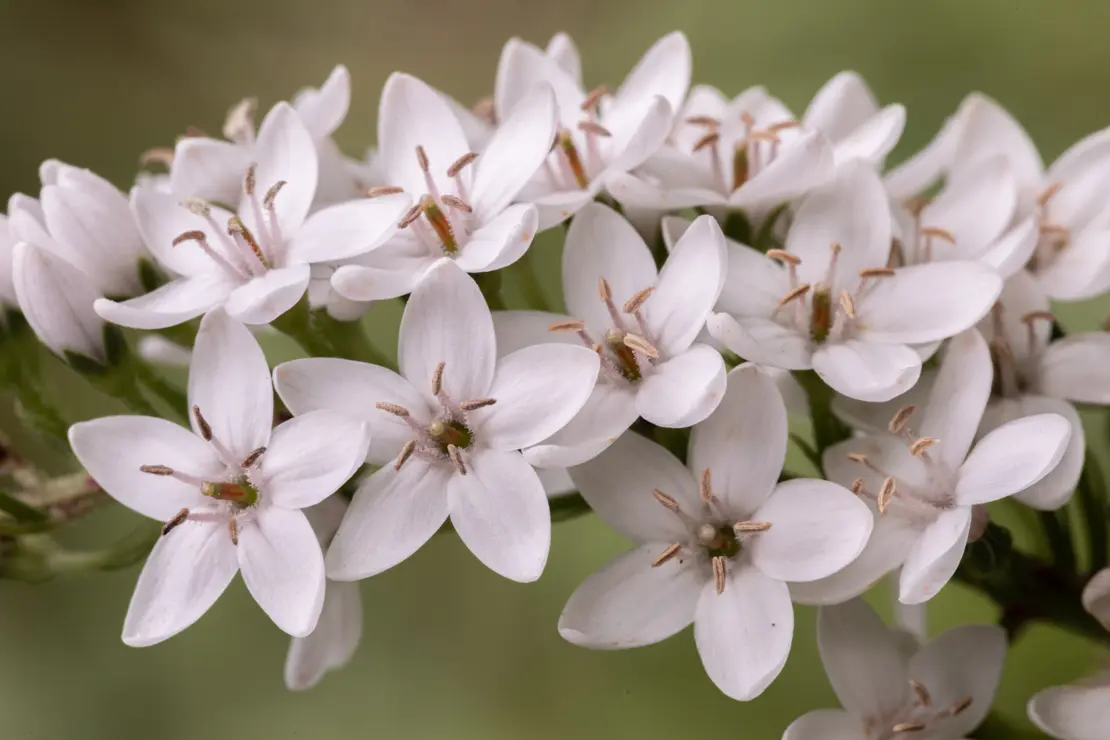 Entenschnabel-Felberich (Lysimachia clethroides) [3]